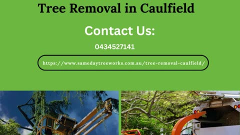 Professional Tree Removal in Caulfield: Trust the Experts at Same Day Tree Works!