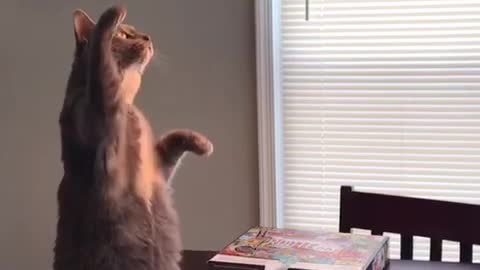 Cat Sits Like Prairie Dog To Inspect Lampshade