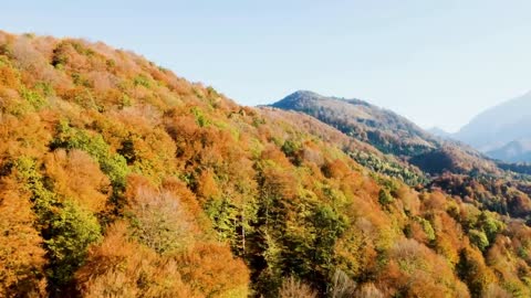 Enchanting Autumn Forests with Beautiful Piano Music