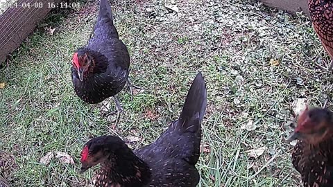 small bantams chickens