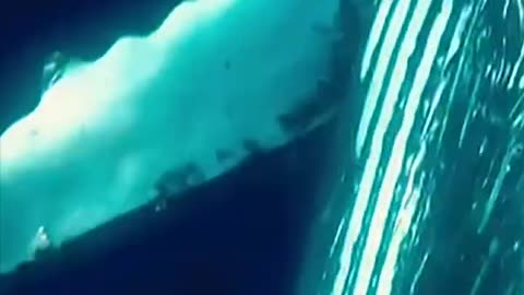 Diver avoids taking a hit from a humpback whale's fin #Shorts