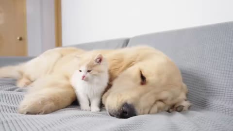 Kitten With Separation Anxiety Can't Sleep Without Golden Retriever - 2024