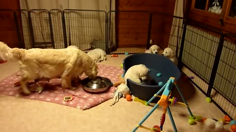 Golden Retriever Mum educating her puppies aged 7 weeks