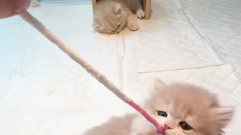 Funny beautifulbaby cat