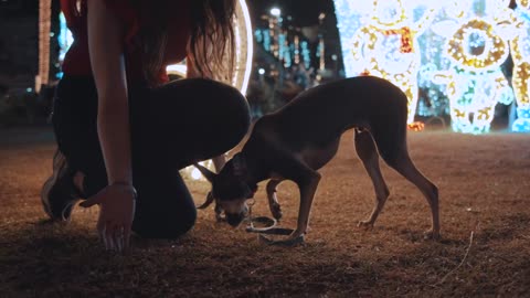 Women feeding a puppy in a Christmas park at night