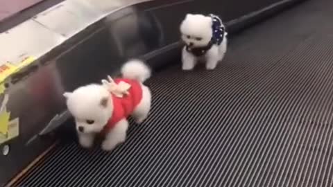 Little Dogs Trying to Make Headway on a Moving Sidewalk