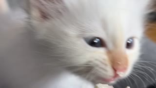 Kitten Crying for Whipped Cream