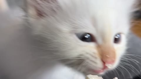 Kitten Crying for Whipped Cream