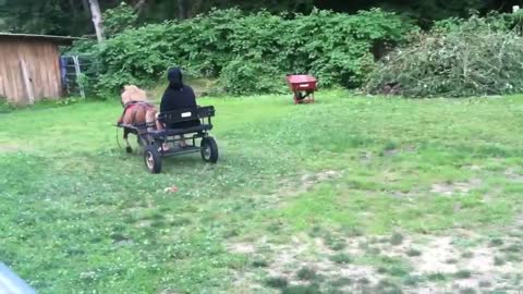 Miniature Pony Bucks when He is pulling a buggy