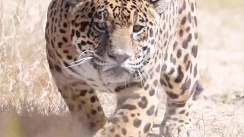 A spotted leopard prepares to jump