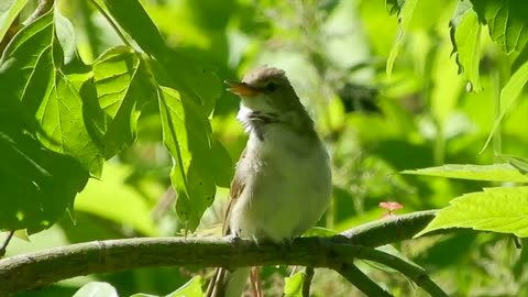 Bird singing in a tree