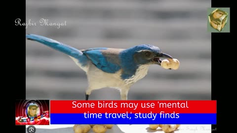 Some birds may use 'mental time travel,' study finds