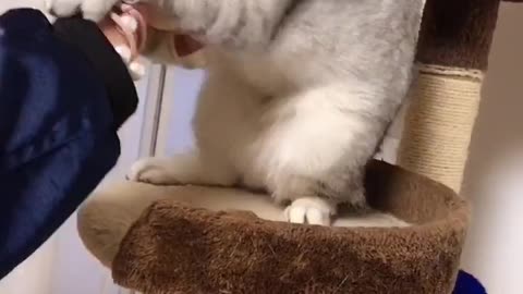 Funny pet video cat