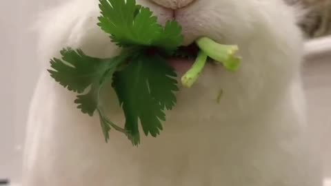 nom nom