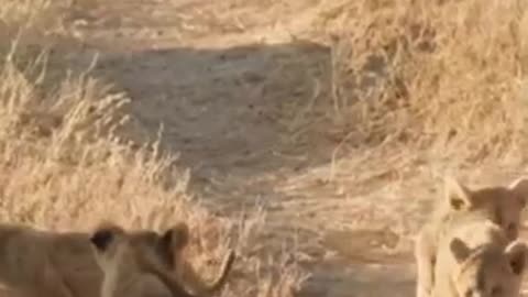 Cute little cubs playing with their father and they are future kings😉😄