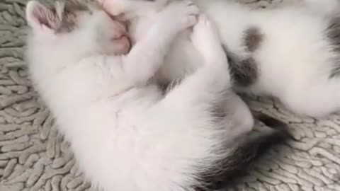 Cute kitties playing | kitties