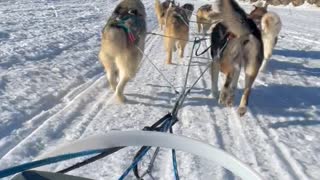A Husky Dogs Sledding in Fairbanks, Alaska in April
