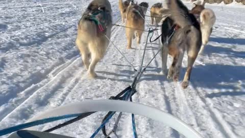 A Husky Dogs Sledding in Fairbanks, Alaska in April