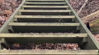 Excited Dog has Funny Way of Going Down Stairs