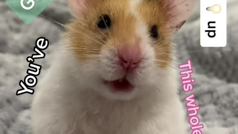 Daily check on the hamsters at work. She was napping when I open the cage.