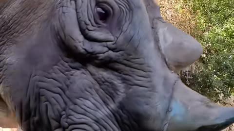 Rhino Destroying a wetermelon