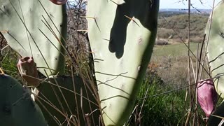 I touch the cactus. Auuuuu