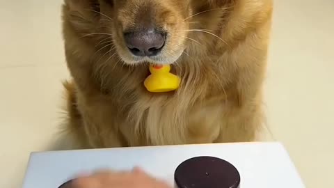 Smart dog! Cute, too.