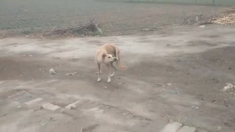 dog his very funny video