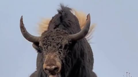 Tibetan yaks voice is very rough. #biganimals #yak #animals #shorts #wildlife
