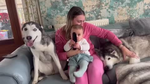 My Huskies FIGHT For Mums Love!😭.