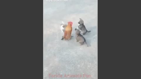 Pet funny videos 😅