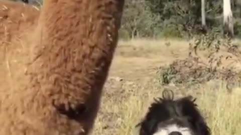 Funny Cute Animal Videos