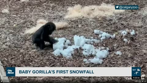 Calgary Zoo's baby gorilla enjoys first snowfall