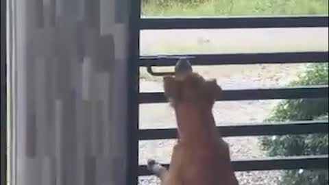 Determined Dog Frees Friends