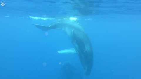 Giant Whale Jumps Out Of Nowhere - Incredibly Close Whale Encounters!-18