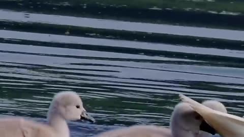 096🐤 Mute Swans - Get Off A Free Ride - Thank You, Mommy!
