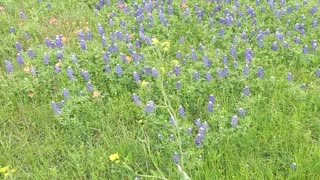 Texas Bluebonnets