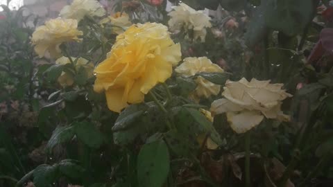 Roses while watering