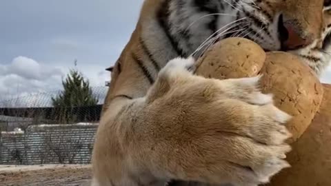 The tiger is playing with toys