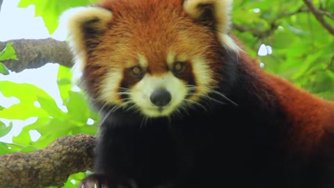 red pandas