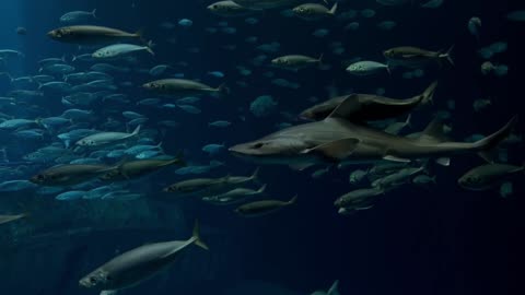 shark fish/shark fishing/shark fish video/shark fish aquarium/big shark fish video/shark