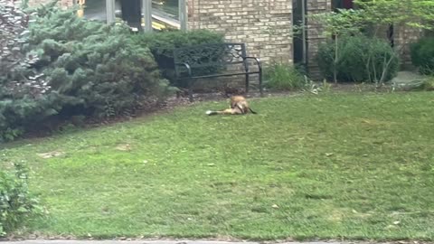 June 27, 2024 - A Friendly Fox in My Neighbor’s Yard