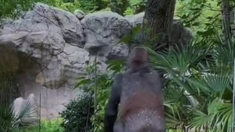 Funny video animals in 2023