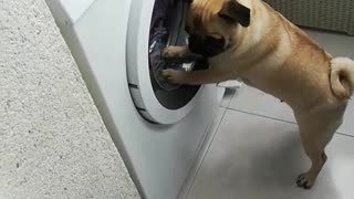 Pug attempts to rescue toys from washing machine