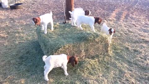 Baby Goats Playing, Jumping and Running