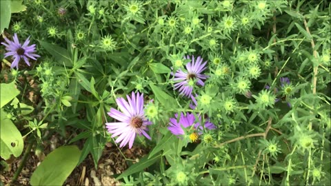 Cheerful Star Shaped Flowers Aster Sept 2022