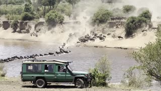 Crocodile Gets Baby Wildebeest During River Crossing