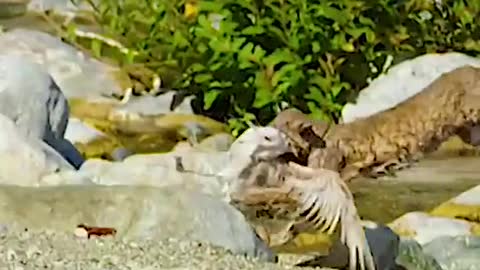 Lion cub vs eagle