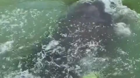 Hippo eat watermelon