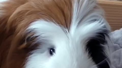Most dramatic guinea pig wheek ever! Minnie’s reaction to Lulu’s wheeking- 👀👀👀